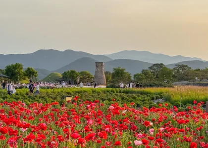Full poppy field in Gyeongju with the observatory and hills in the background