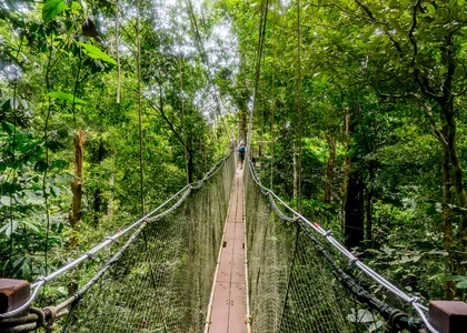 Mulu National Park rope bridge