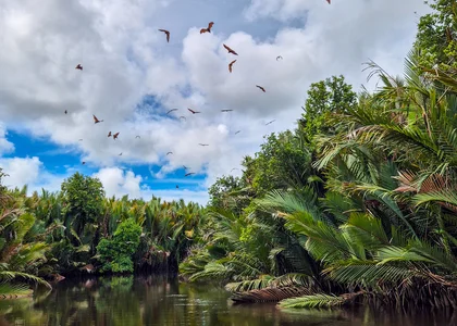 Flying Foxes in the mangroves of Tabin, Borneo