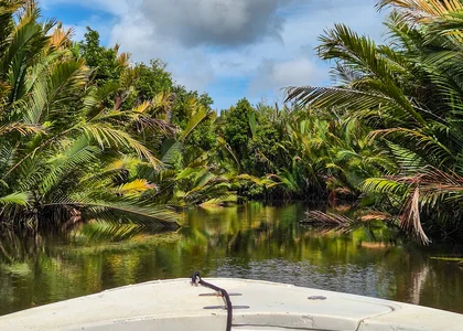 Mangroves in Tabin, Borneo on a solo adventure