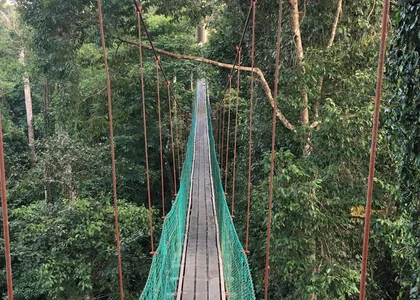 Tourist crossing a hanging bridge in the Danum Valley, Borneo