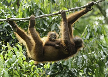 Orangutans in Sepilok, Borneo in April