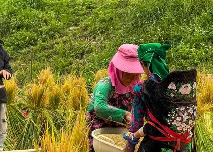Harvest in October in Northern Vietnam