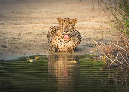 Drinking Leopard, Wilpattu. Sri Lanka