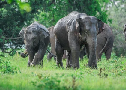 Elephants, Minneriya, Sri Lanka