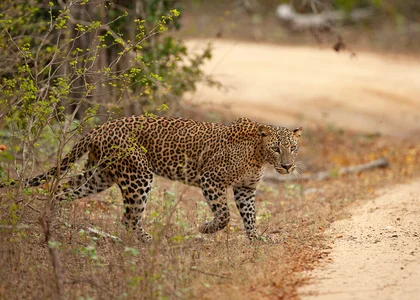 Leopard appears, Yala, Sri Lanka