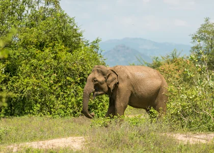 Lone Elephant, Udawalawe, Sri Lanka