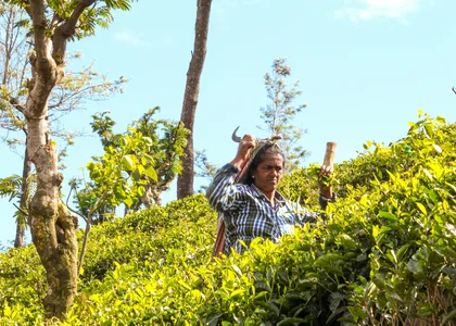 Teapicker, Haputale, Sri Lanka