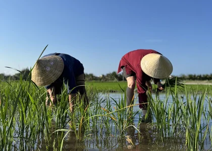 planting rice in Hoi An