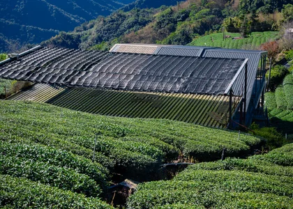 Taiwan Alishan Tea and Mountain