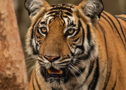 Tiger Kabini, Kabini, India
