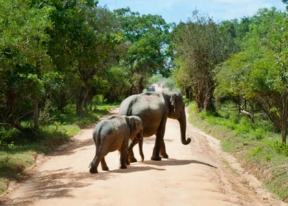 Elephants Yala