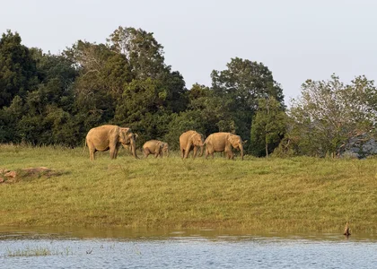 GalOyaNP Elephants