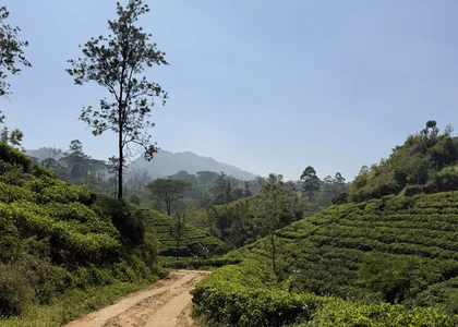 Pekoe_trail