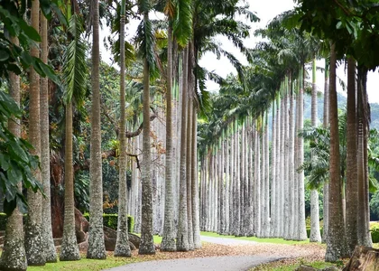 Peradeniya_Botanical_Gardens_palms