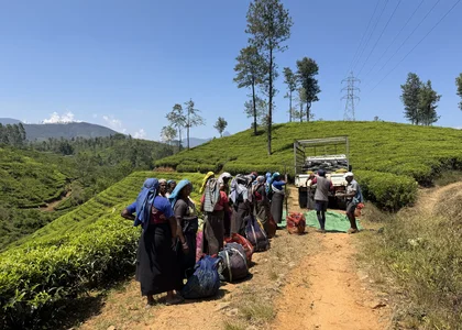 Tea_pickers