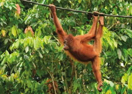 orangutan borneo