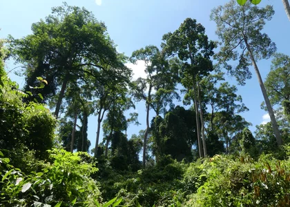Danum Valley Rainforest