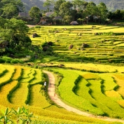 Rice terraces at Pu Luong