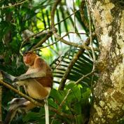 Proboscis monkey in Borneo
