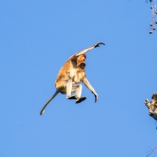 Proboscis monkey from tree to tree in Borneo