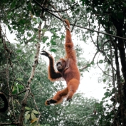 Orangutan in the trees at Semenggoh Orangutan Sanctuary