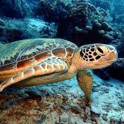 Turtle in sea of Malaysian Islands