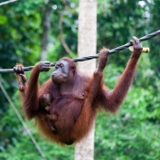 Orangutan at Sepilok