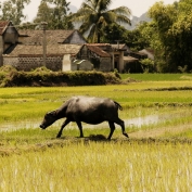 Farming with buffalo in Triem Tay village, near Hoi An