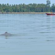 Spotting the Irrawaddy dolphin