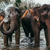 Elephants washing in the river