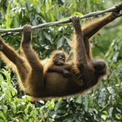 Mother and baby orangutan at Sepilok Orangutan Rehabilitation Centre