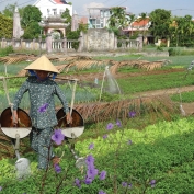 Farming in Vietnam