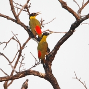 Birds in Kulen Prontemp