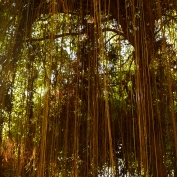 Sunlight through the trees