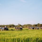 Mekong River scenery - Heritage Line