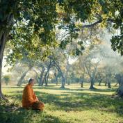 Monk meditating underneath tree in garden in Luang Prabang