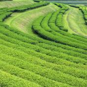 Araksa tea plantation, Chiang Mai