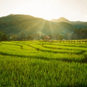 Rice fields at Pai, Mae Hong Son, Thailand