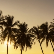 Palm trees at sunset