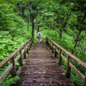 Hiker walking down some steps through woods on the Nakasendo Way