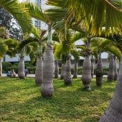 Palm trees in park