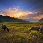 Buffalo grazing in rice fields in front of mountains in Northern Thailand