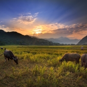 Buffalo grazing in rice fields in front of mountains in Northern Thailand