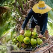 Man cutting down coconuts in Thailand