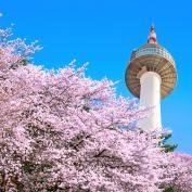 Seoul Tower rises above beautiful cherry blossom trees agains vibrant sky background