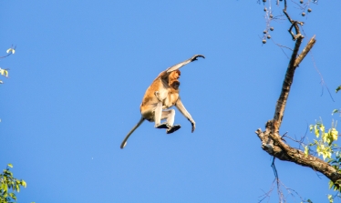 Proboscis monkey from tree to tree in Borneo