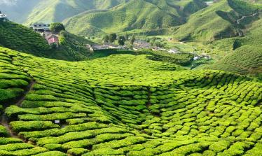 Tea plantations of Cameron Highlands