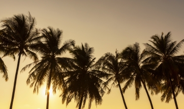 Palm trees at sunset