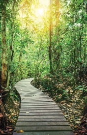 Boardwalk at Danum Valley